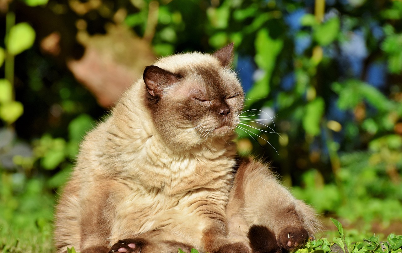 Understanding the Gentle Nature of the Exotic Shorthair